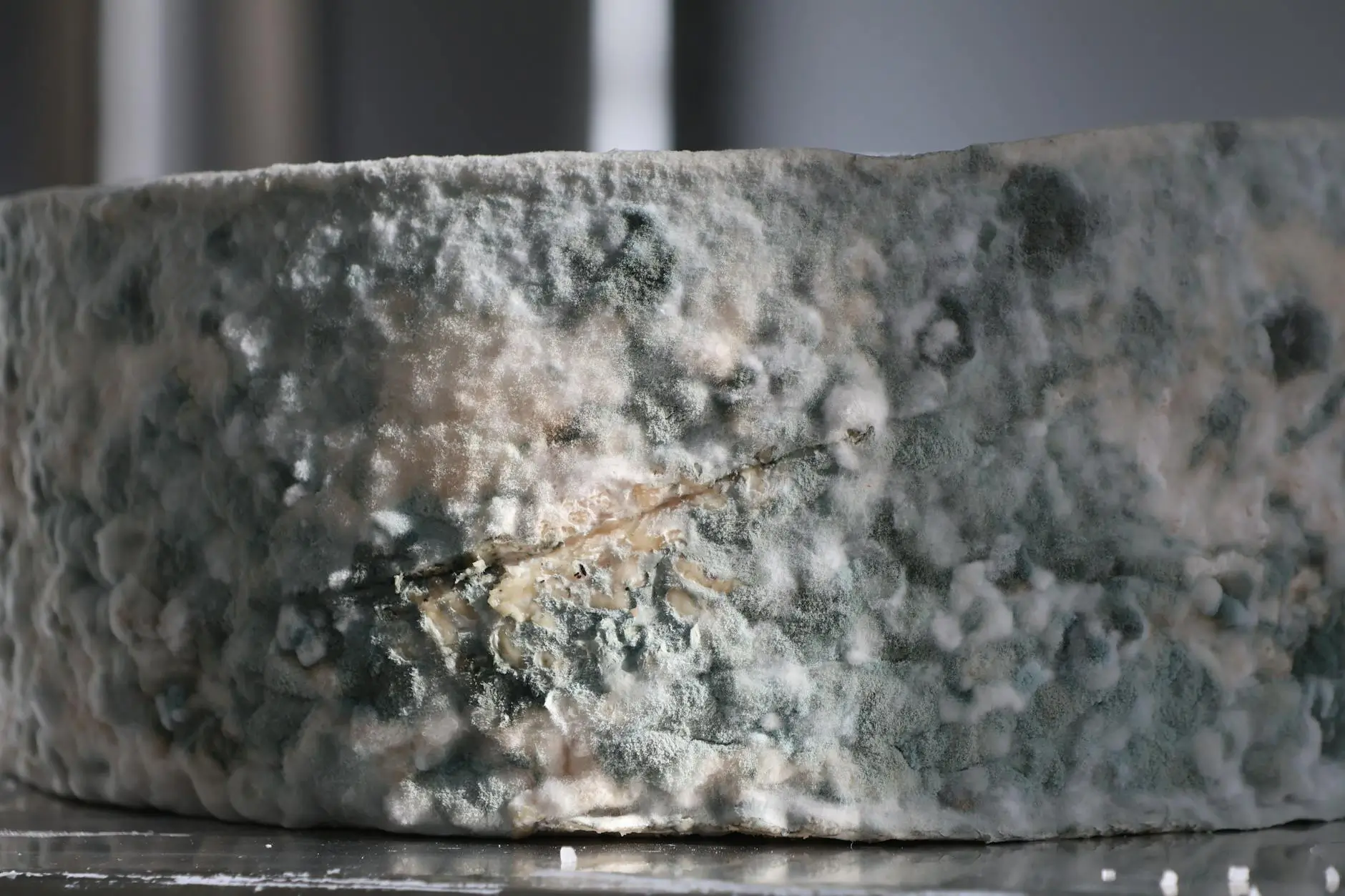 Professional Mold Removal and Testing in Boynton Beach — Boynton Beach