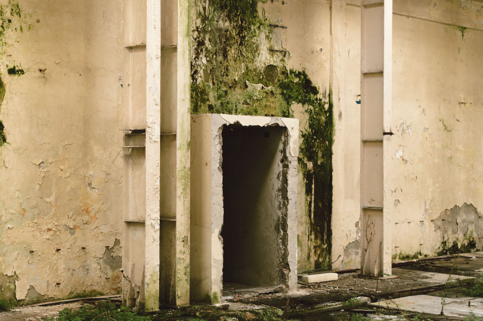 Mold Removal Hero Section Boynton Beach